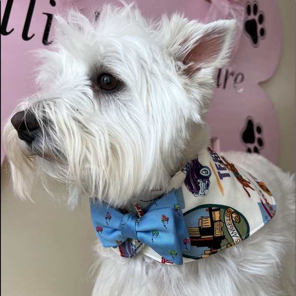 BOWTIE COLLARS - Picture 3 of 6